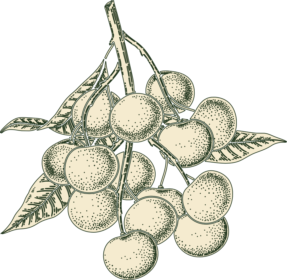 カンボジアのお土産はクメールハニー|100%天然はちみつ|パイリン産ロンガンハニー 20 longan color